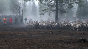 poroerotushirvilauttanen3