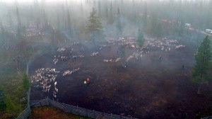 poroerotushirvilauttanen5